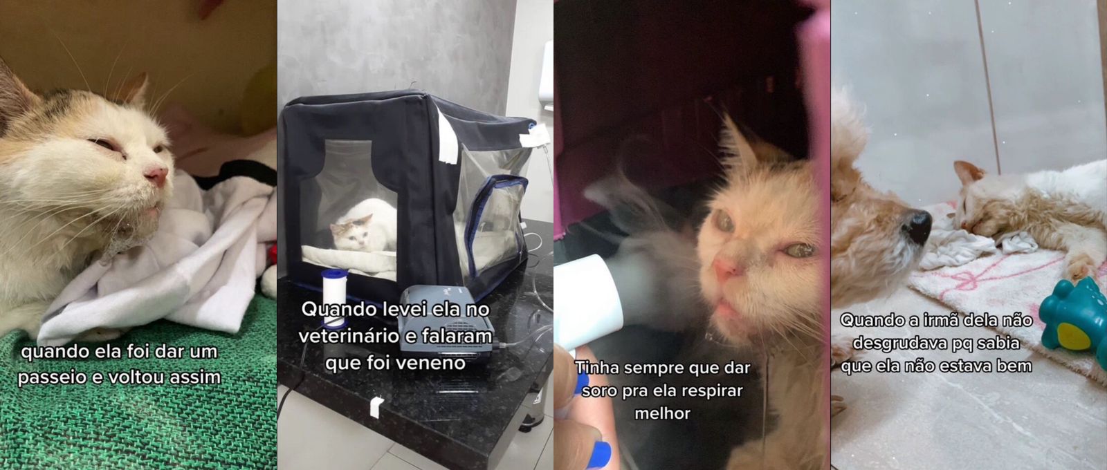 Últimos momentos de gata viva emociona web