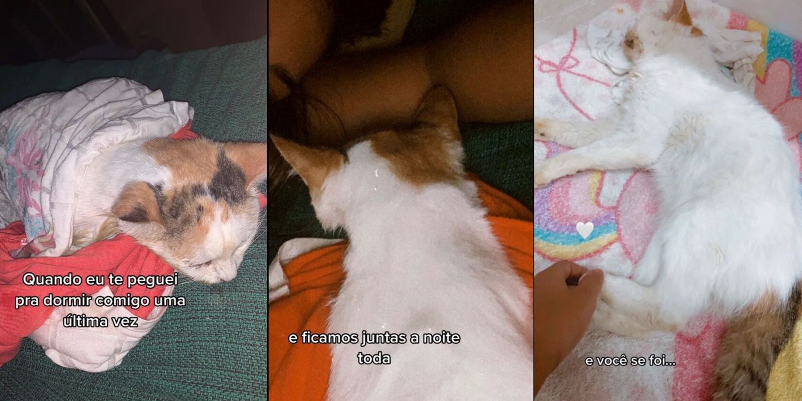 Últimos momentos de gata viva