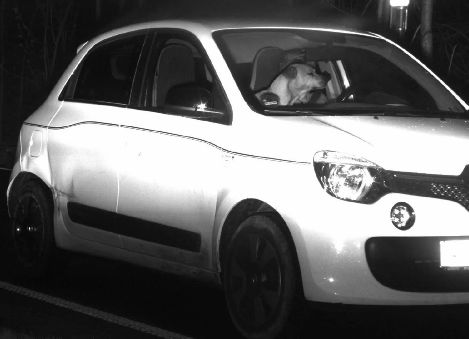 cachorro