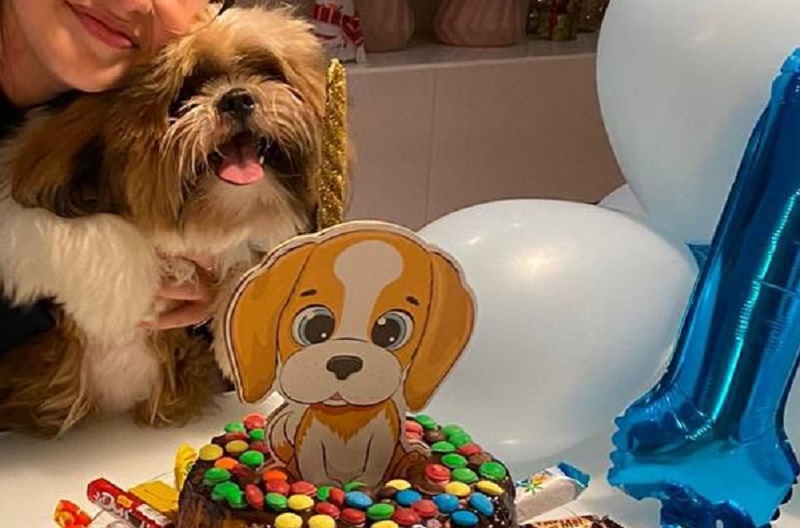 O shih-tzu foi atropelado no Alphaville