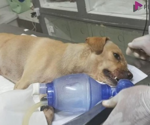cão baleado em cidade nova