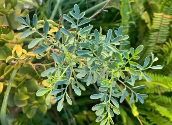 Arruda (Ruta graveolens) também é conhecida por arruda-de-cheiro-forte e arruda-fedorenta