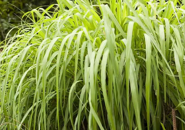 Citronela 