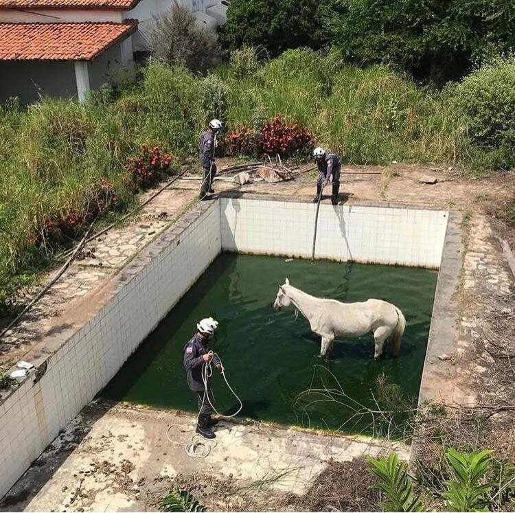Corpo de Bombeiros resgatam cavalo em piscina dentro de casa abandonada