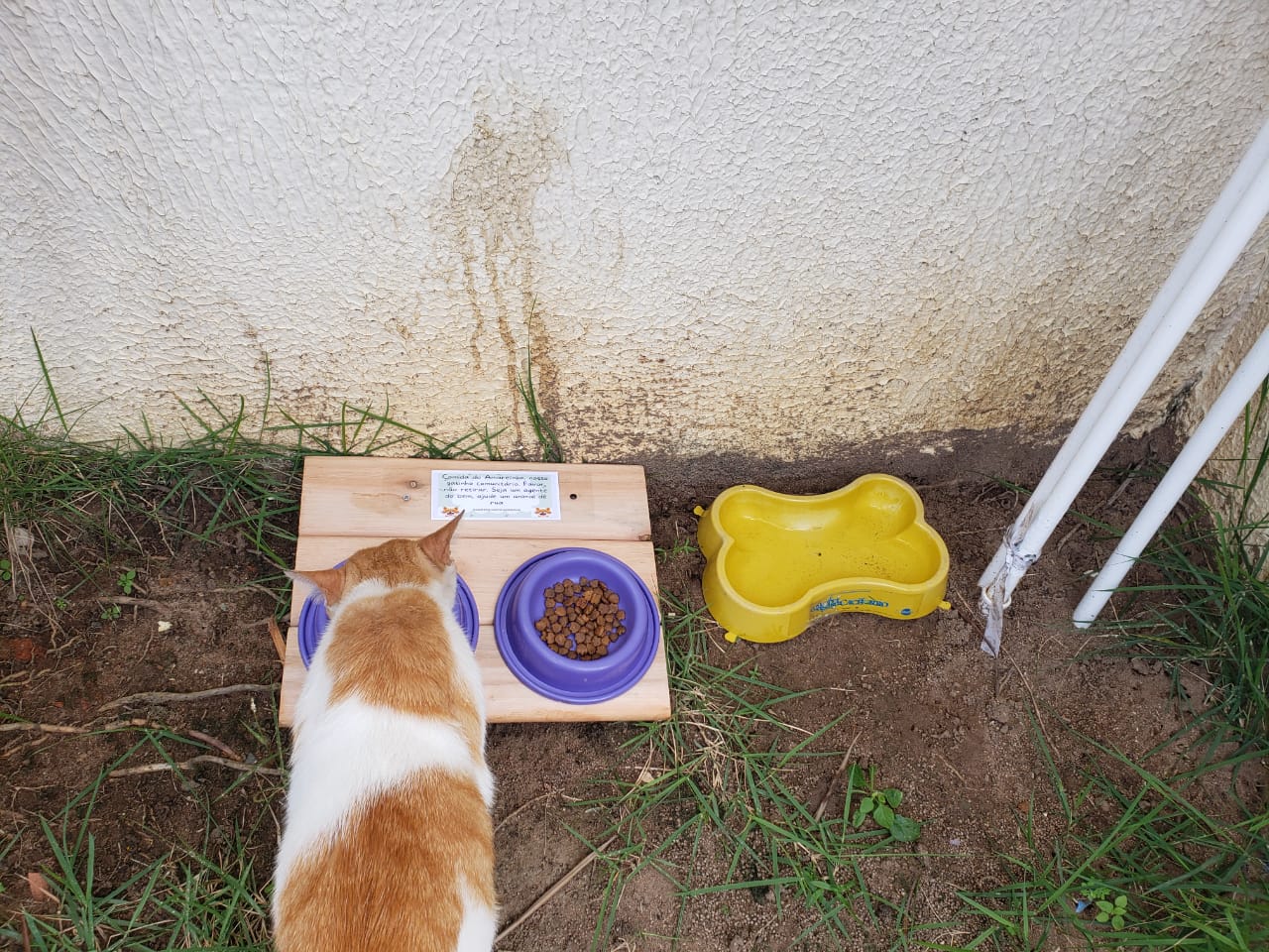 Gato some após ser expulso de condomínio em bairro de Salvador