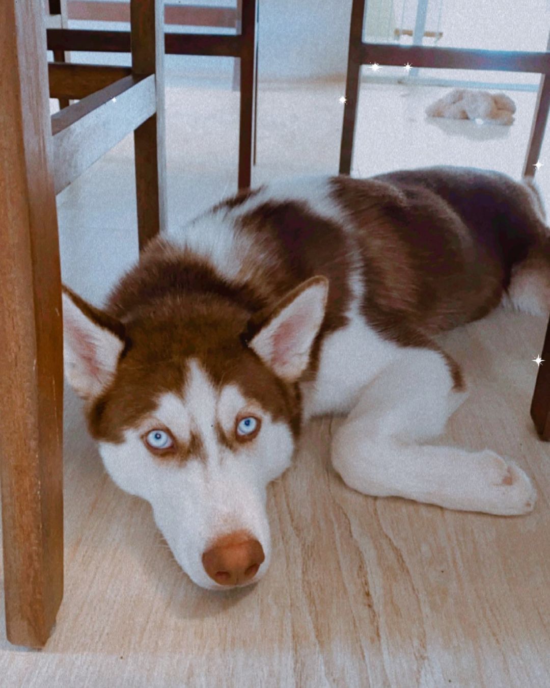 Corrida de cachorros acontece neste domingo (3) em Lauro de Freitas; conheça um dos "participantes"