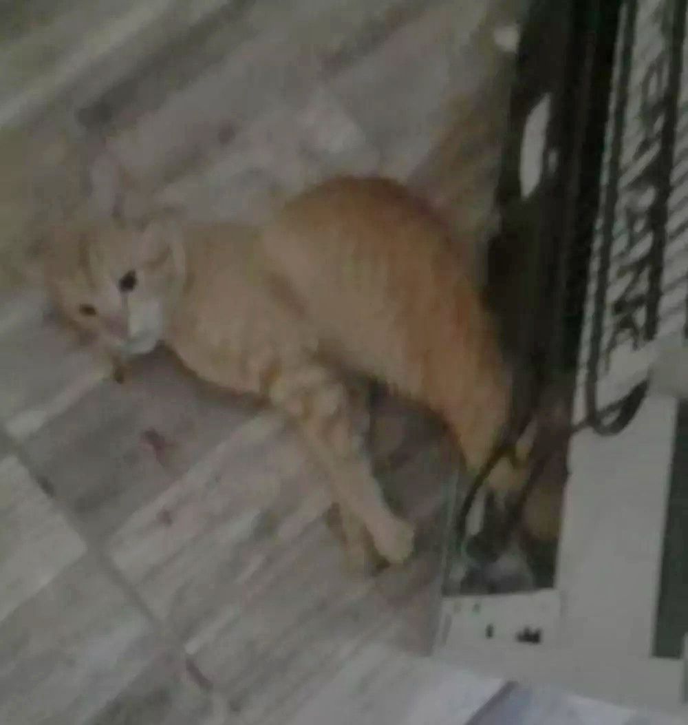 Mulher é presa por suspeita de matar gato enforcado e filmar para mostrar à mãe