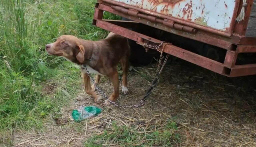 Cachorro é acorrentado a trailer após boato falso de que tinha doença contagiosa 