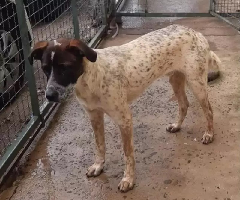 Jovem é preso suspeito de matar cães e manter órgãos guardados