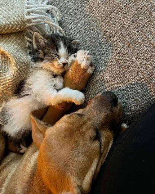 Gatinha resgatada de arbusto vira melhor amiga de cachorro em ONG; veja imagens