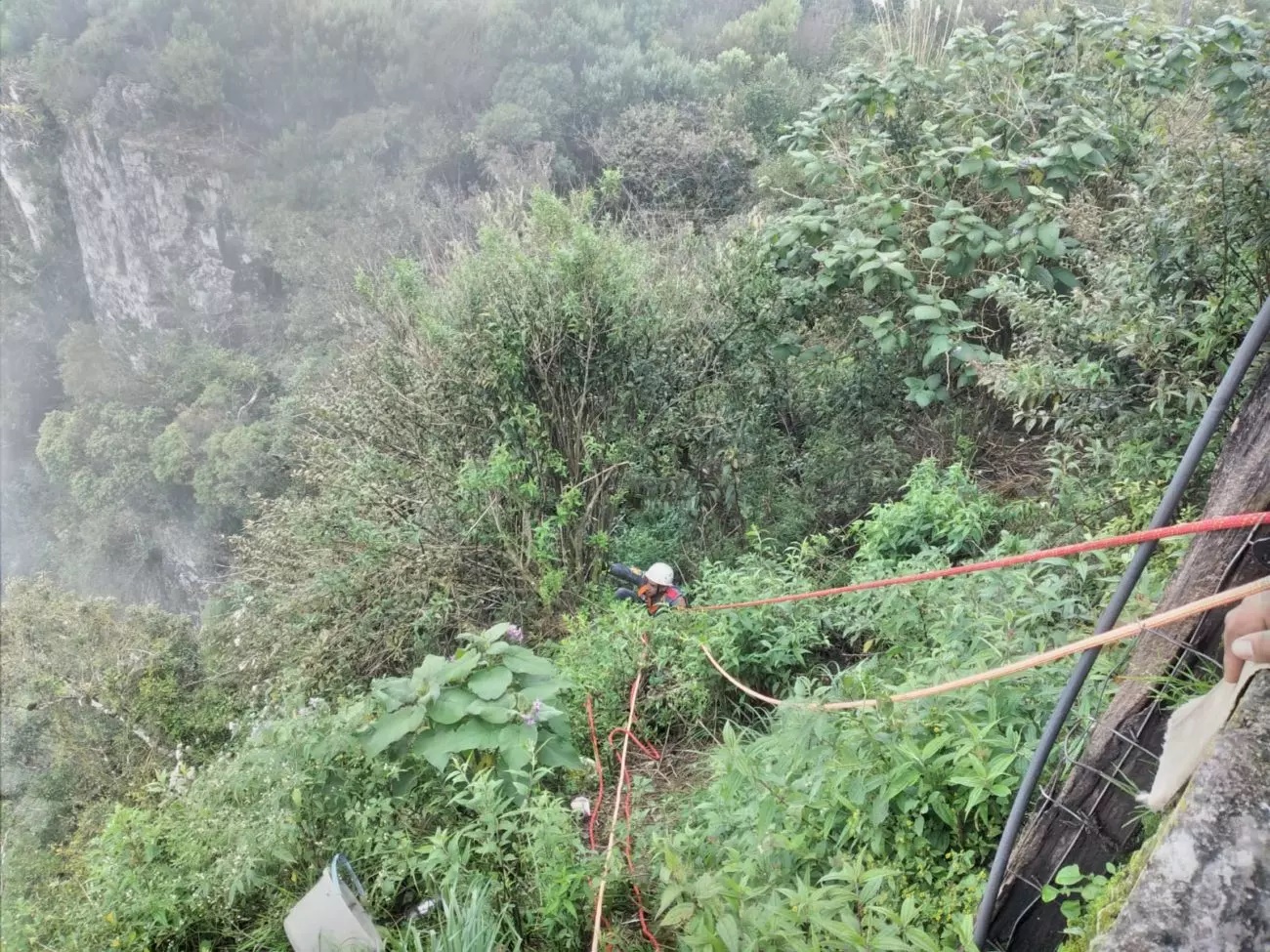 Cachorro despenca de penhasco de 10 metros após correr atrás de quatis; veja fotos