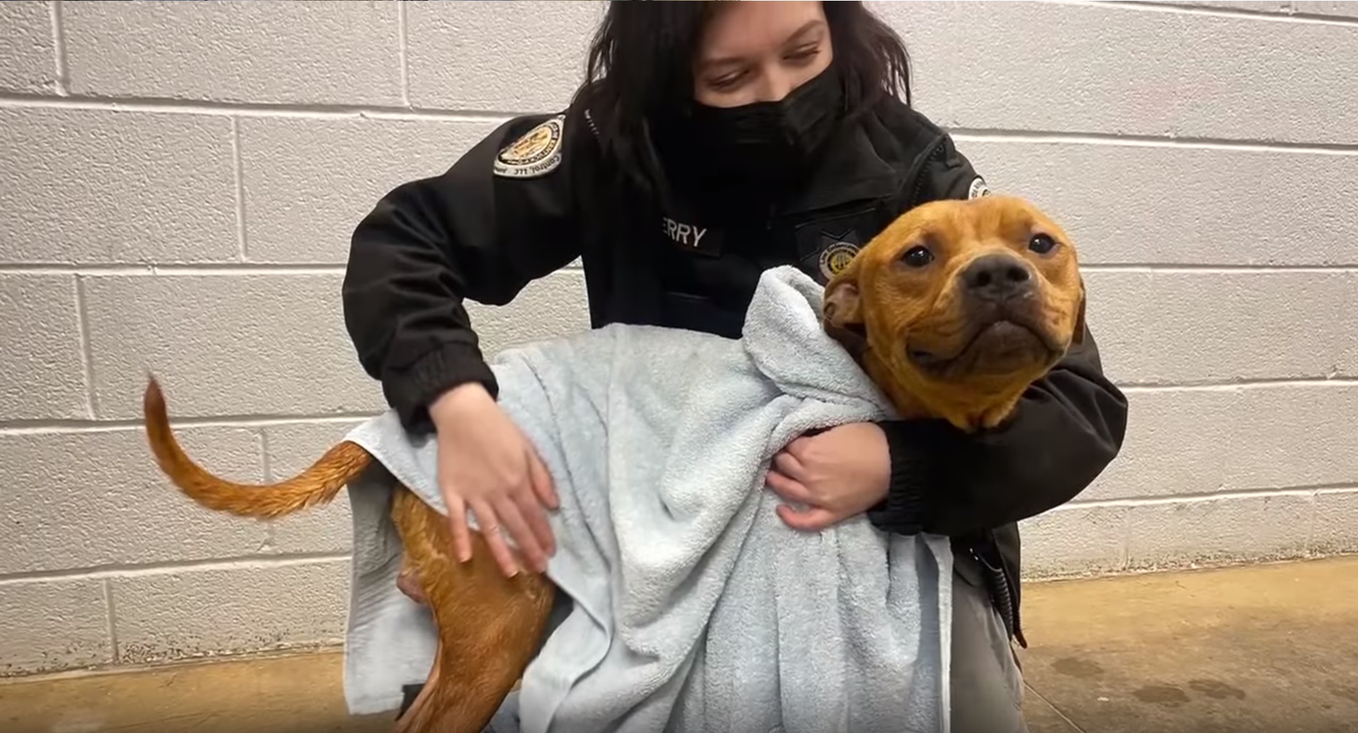 Cão é encontrado no lixo e policiais precisam convencê-lo a sair do local; veja vídeo e entenda caso