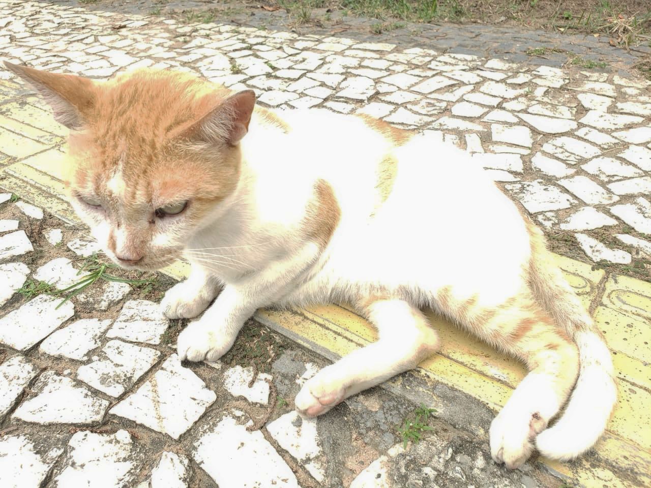 Ativistas denunciam síndico e condomínio em Salvador por expulsar gato que morava no local há 10 anos; animal está desaparecido 