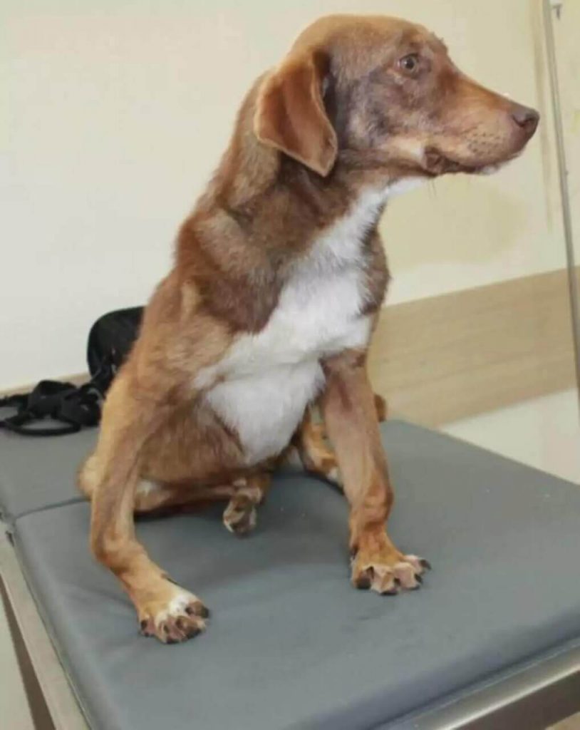 Cachorro é acorrentado a trailer após boato falso 