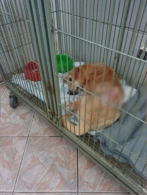 Cachorro é resgatado com buraco nas costas e veterinários dizem que haviam vermes dentro de cavidade