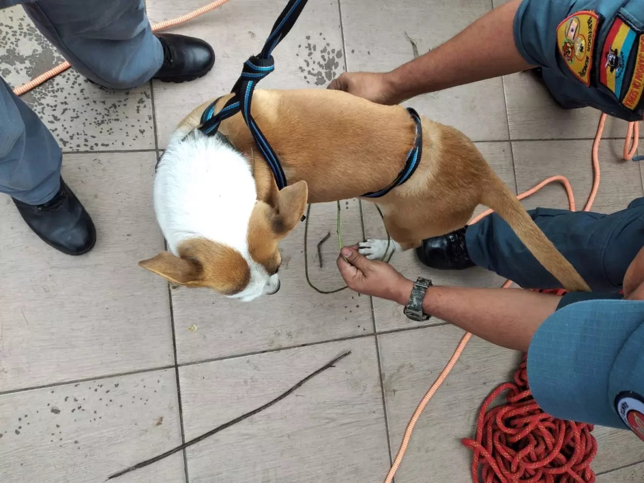 Cão despenca de penhasco na Serra Catarinense, neste domingo (27)