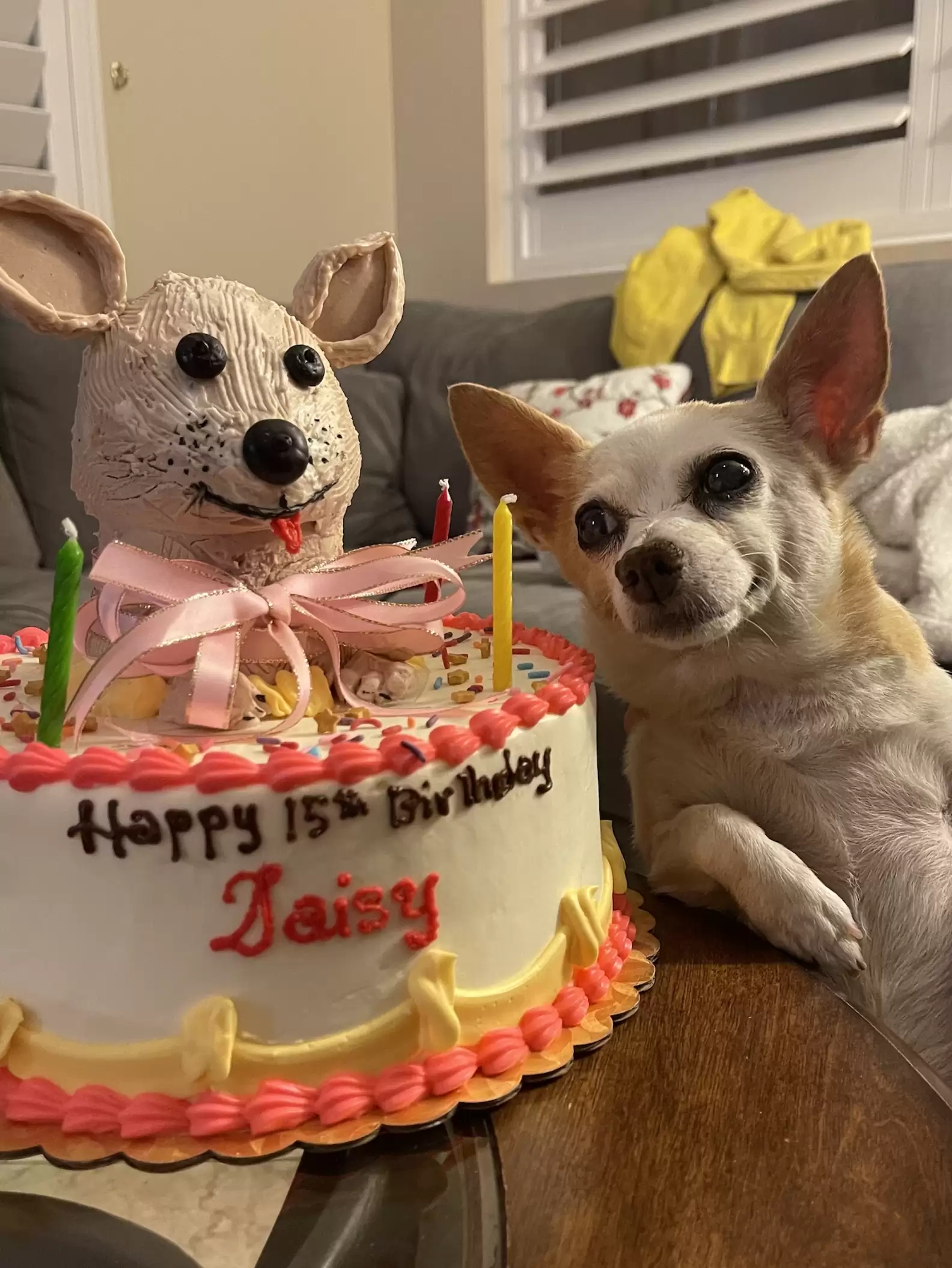 Chihuahua ganha festa de 15 anos e não esconde felicidade durante evento