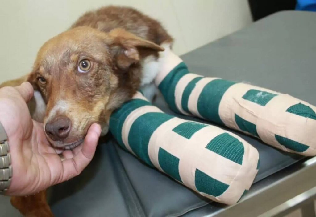 Cão ganha novo lar após ser acorrentado a trailer por causa de boato falso 