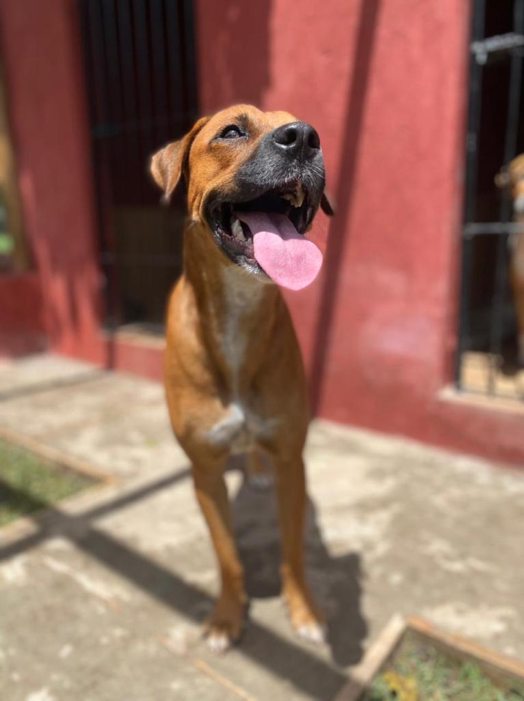 Cadelas são resgatadas após caso de estupro - Xuxa