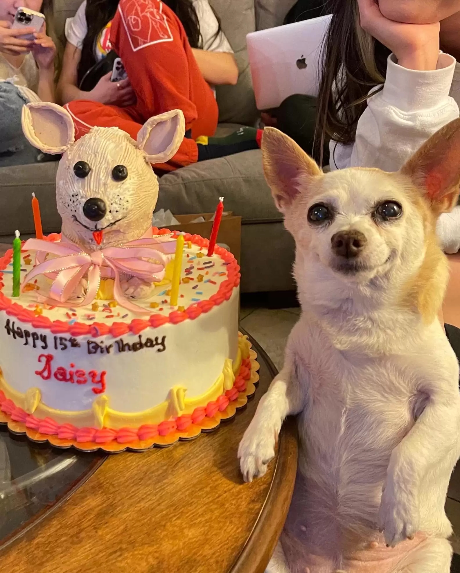 Cadela ganha festa de 15 anos e bolo de aniversário surpreende