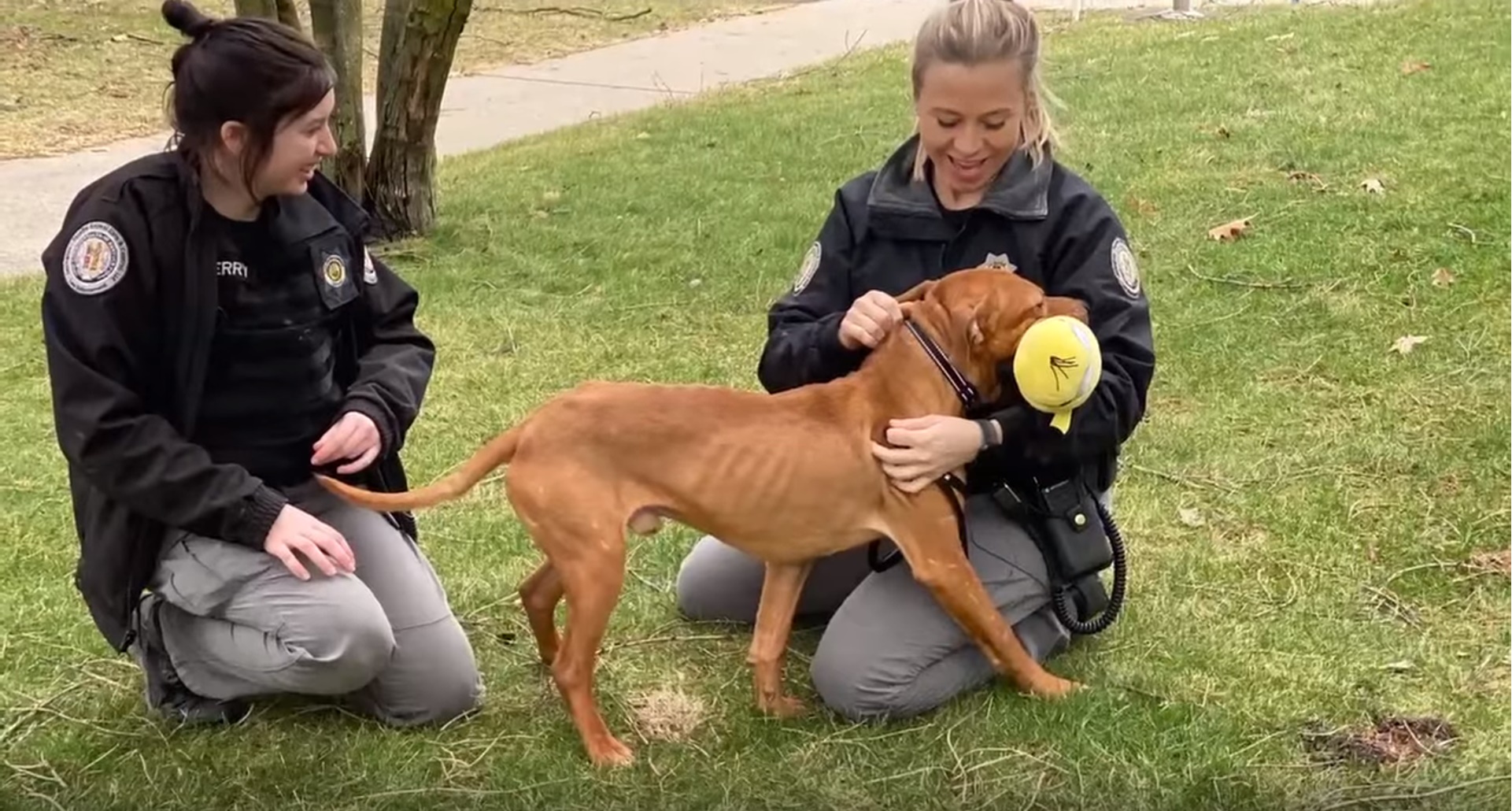 Cão é encontrado no lixo e levado para abrigo, que se declara para o animal