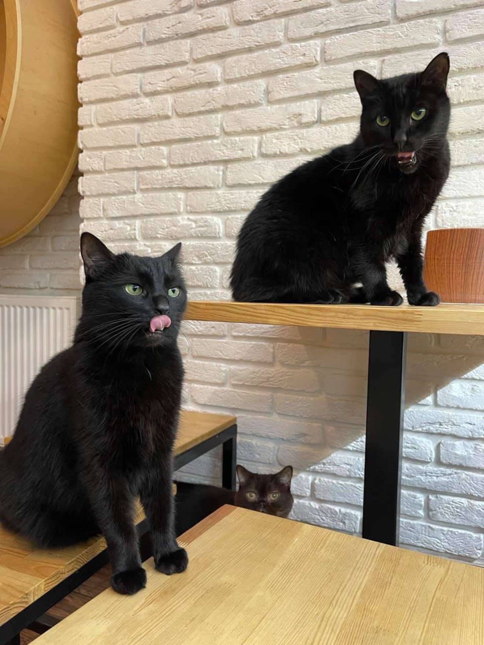 Dono de estabelecimento decide continuar ajudando gatos e pessoas com sua cafeteria