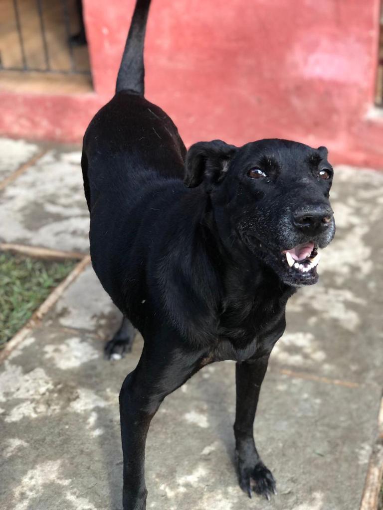 Cadelas são resgatadas após caso de estupro - Pit 