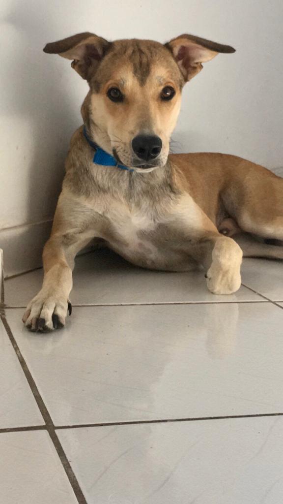 Tutora pede ajuda para achar cachorro desaparecido em bairro de Salvador
