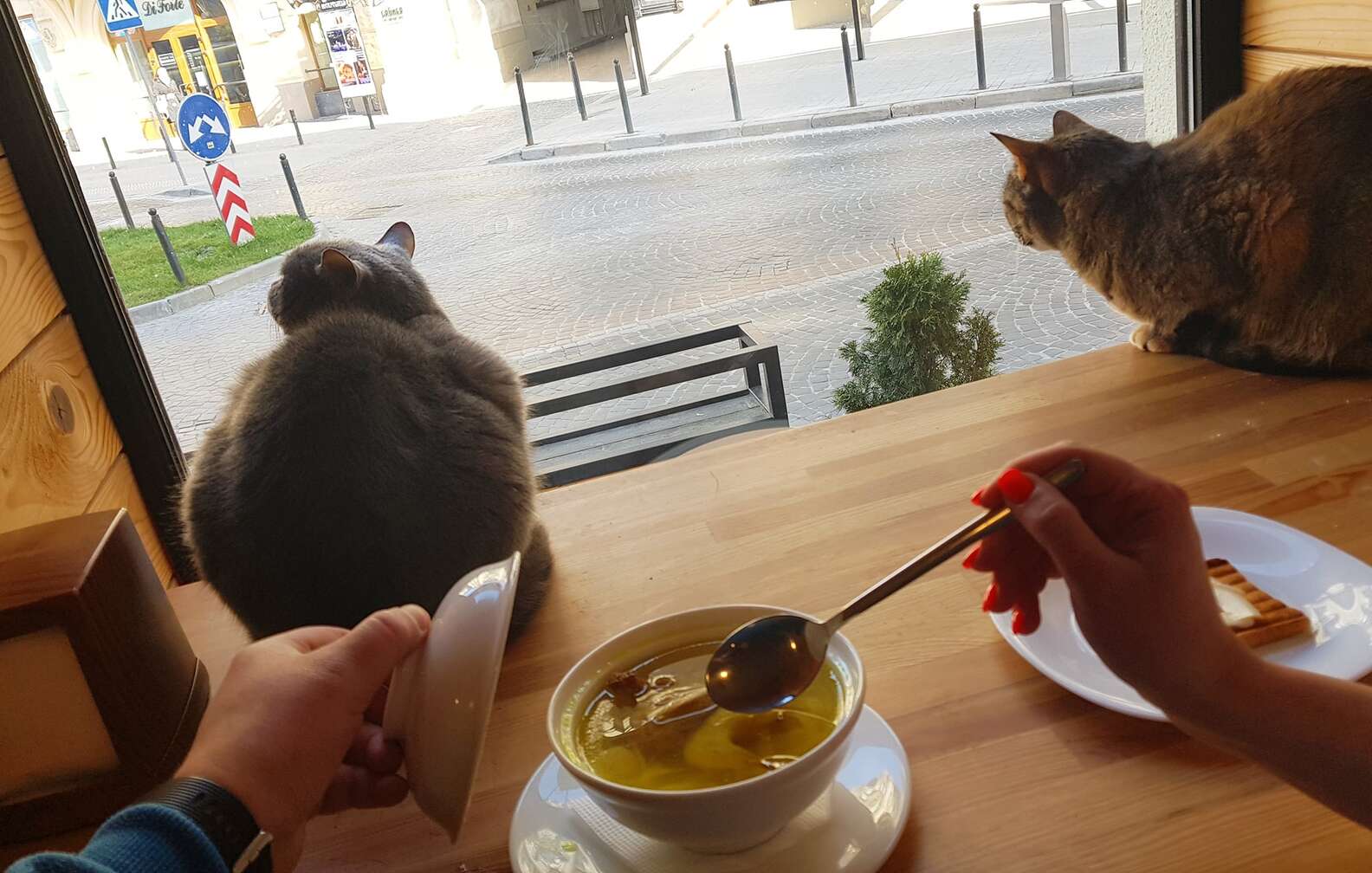 Cafeteria com 20 gatos continua aberta na Ucrânia