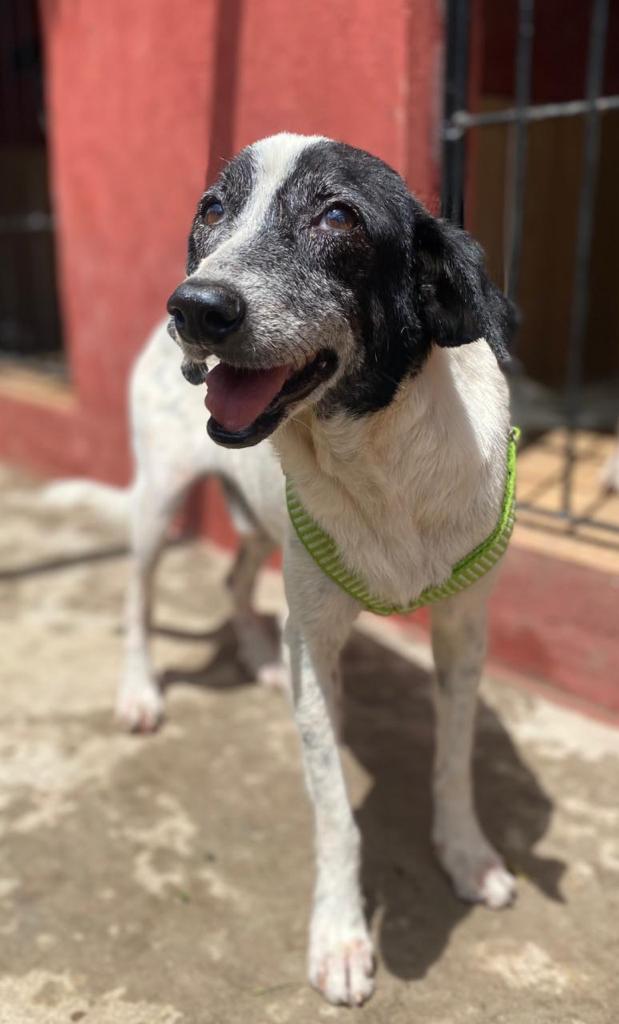 Cadelas são resgatadas após caso de estupro - Branquinha