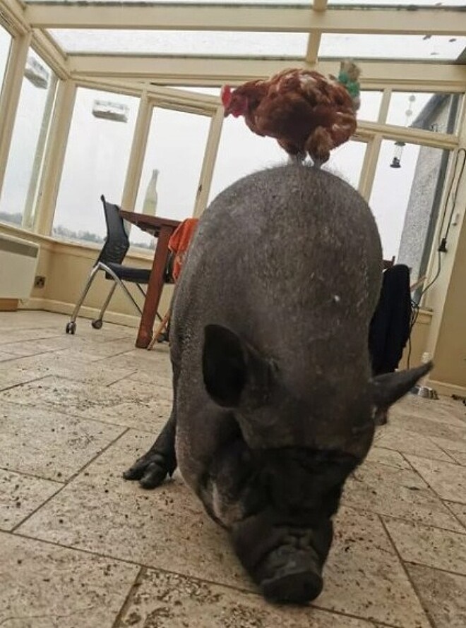Amizade entre porco e galinha chama atenção 