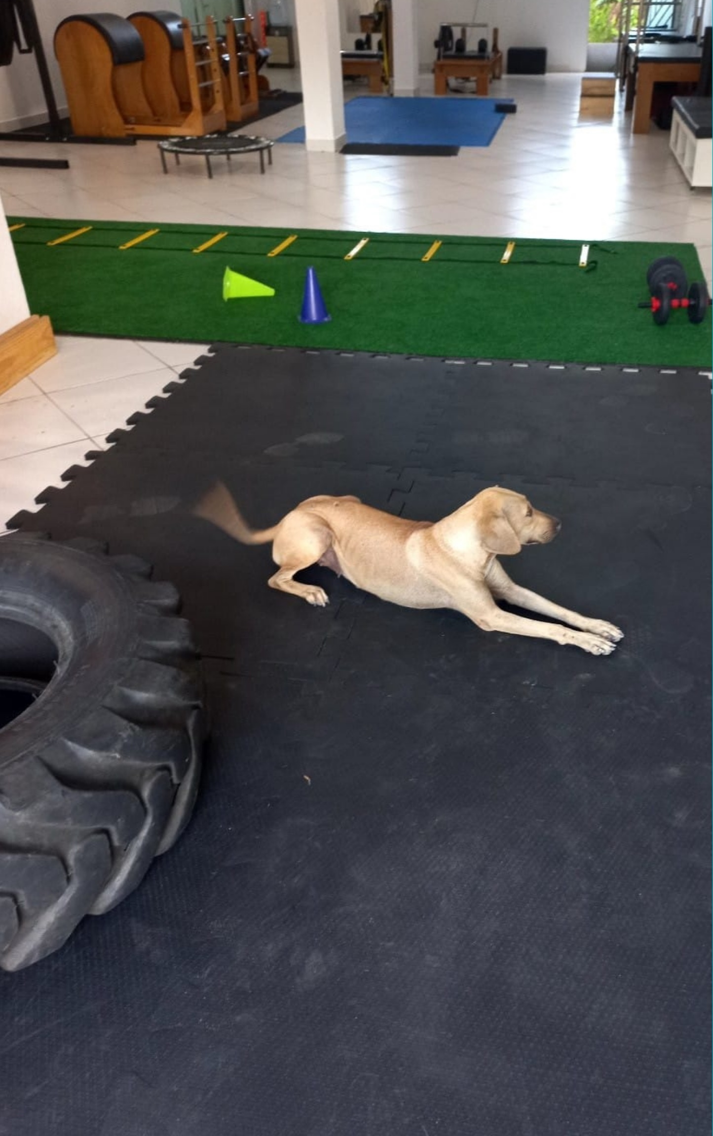 Cão caramelo entra em clínica e faz aula de pilates