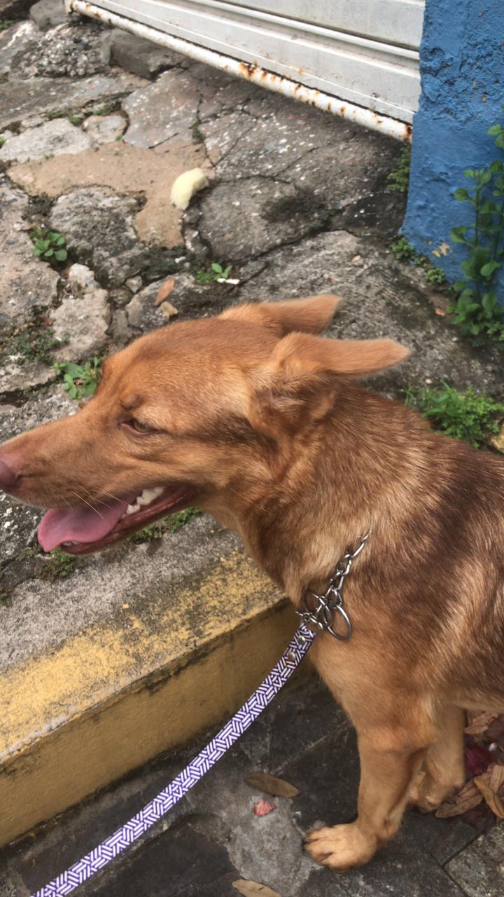 Idoso usa cabo de vassoura para agredir cadela da família