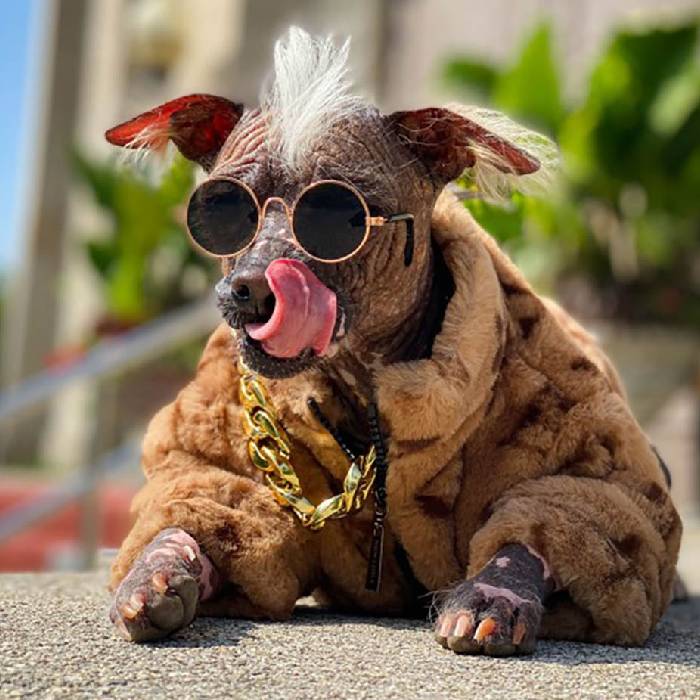 Cadela é confundida com outro animal e se torna sensação no Canadá 