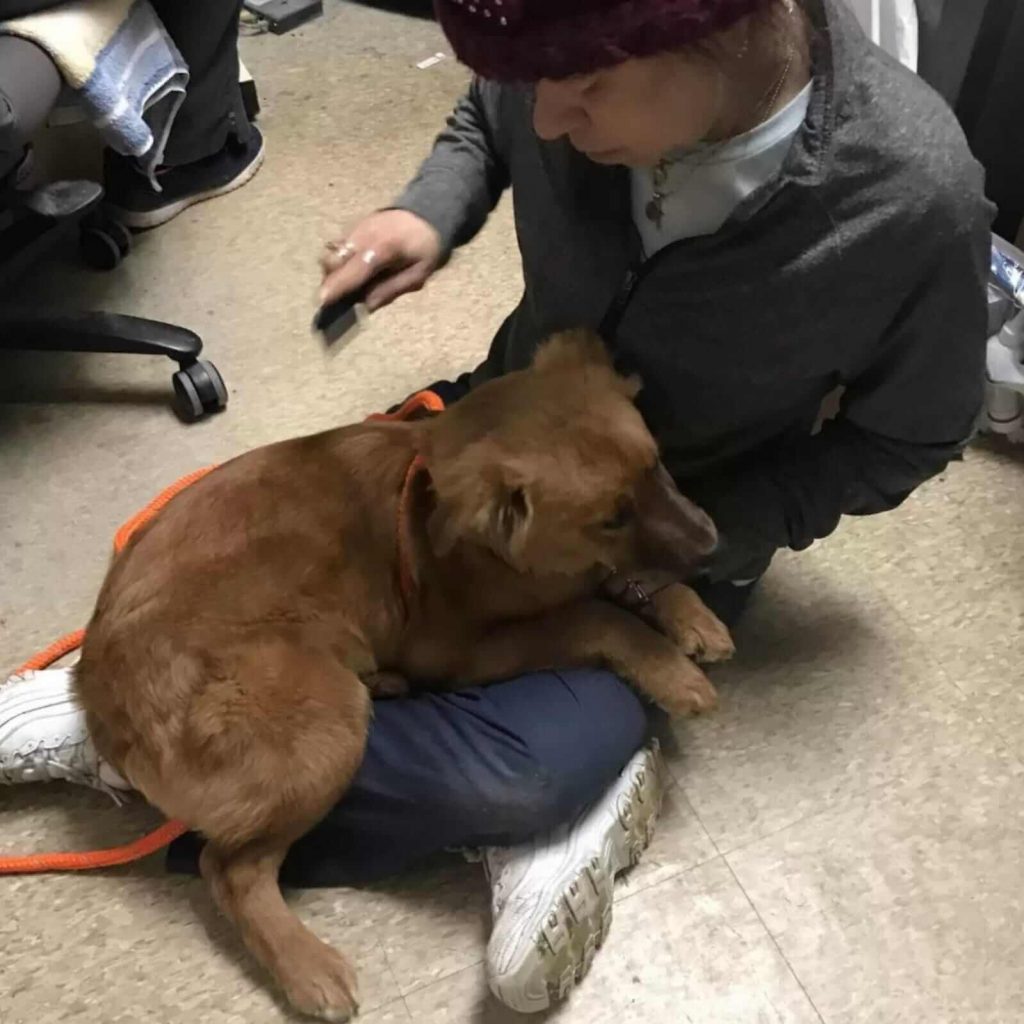 Cachorros, assustados sem a presença da mãe, se abraçam