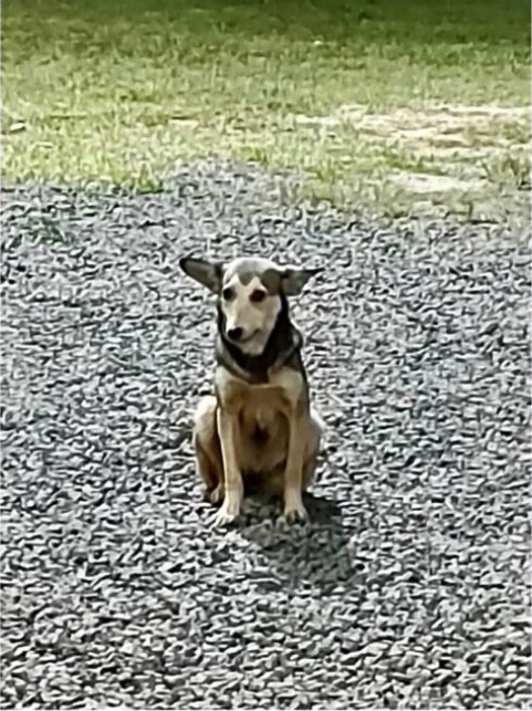 Dono de restaurante é suspeito por matar cachorro com chutes na cabeça