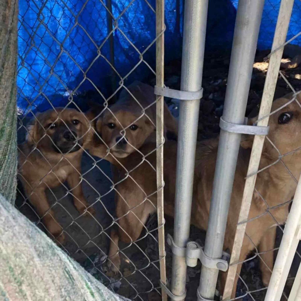 Assustados sem a presença da mãe, cachorros se abraçam em gesto comovente
