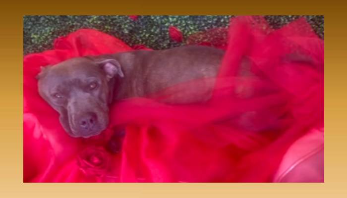 Cadela resgatada de rua faz sessão de fotos