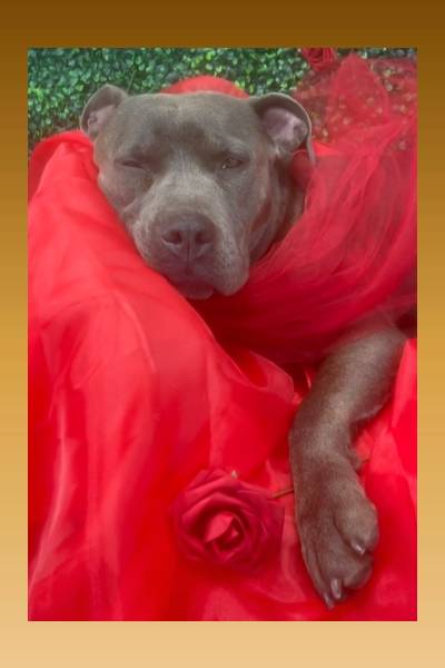 Cadela resgatada de rua faz sessão de fotos e encanta internautas