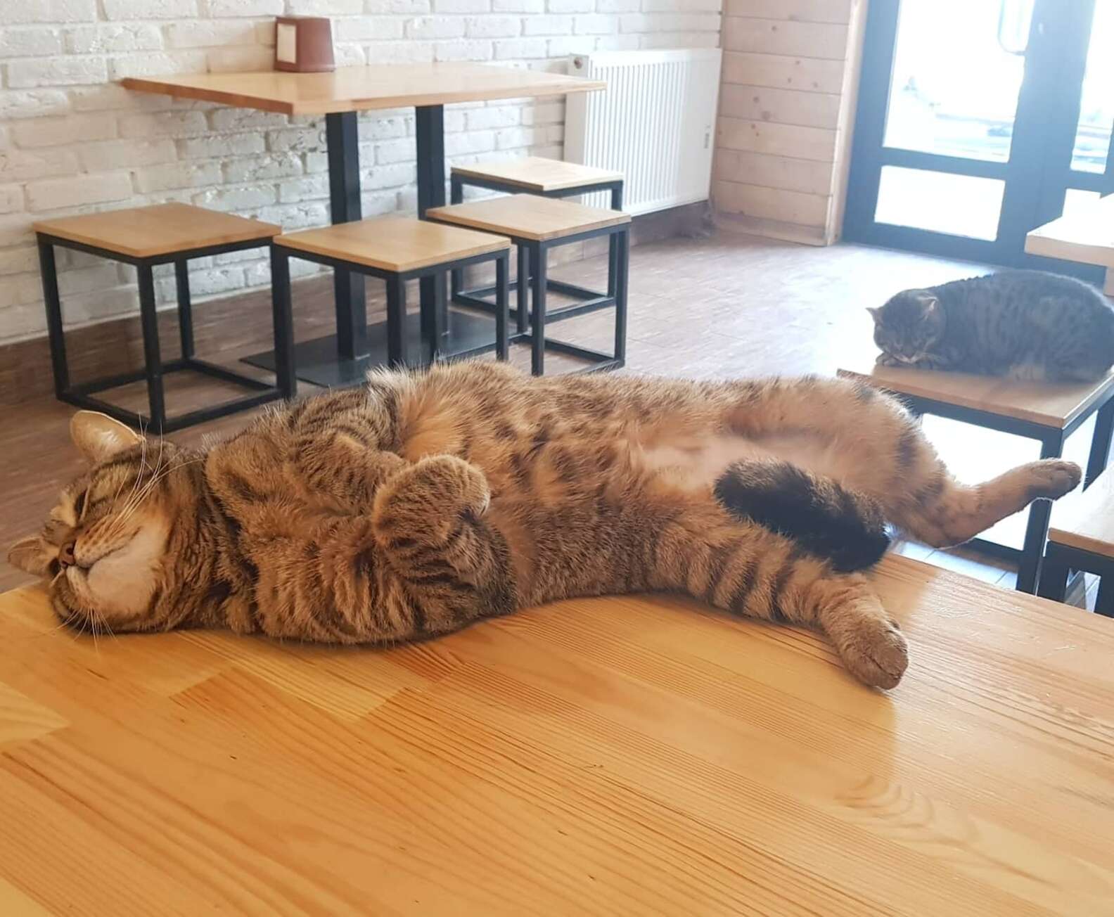 Cafeteria com 20 gatos 