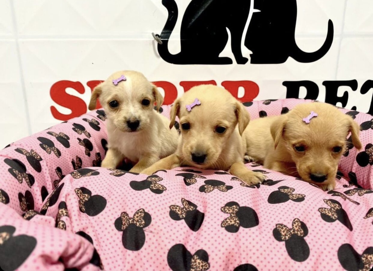 Câmera de segurança flagra abandono de filhotes de cachorro e clínica se revolta