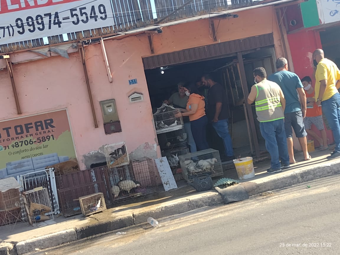 ONG resgata 71 animais em situação de maus-tratos em Lauro de Freitas