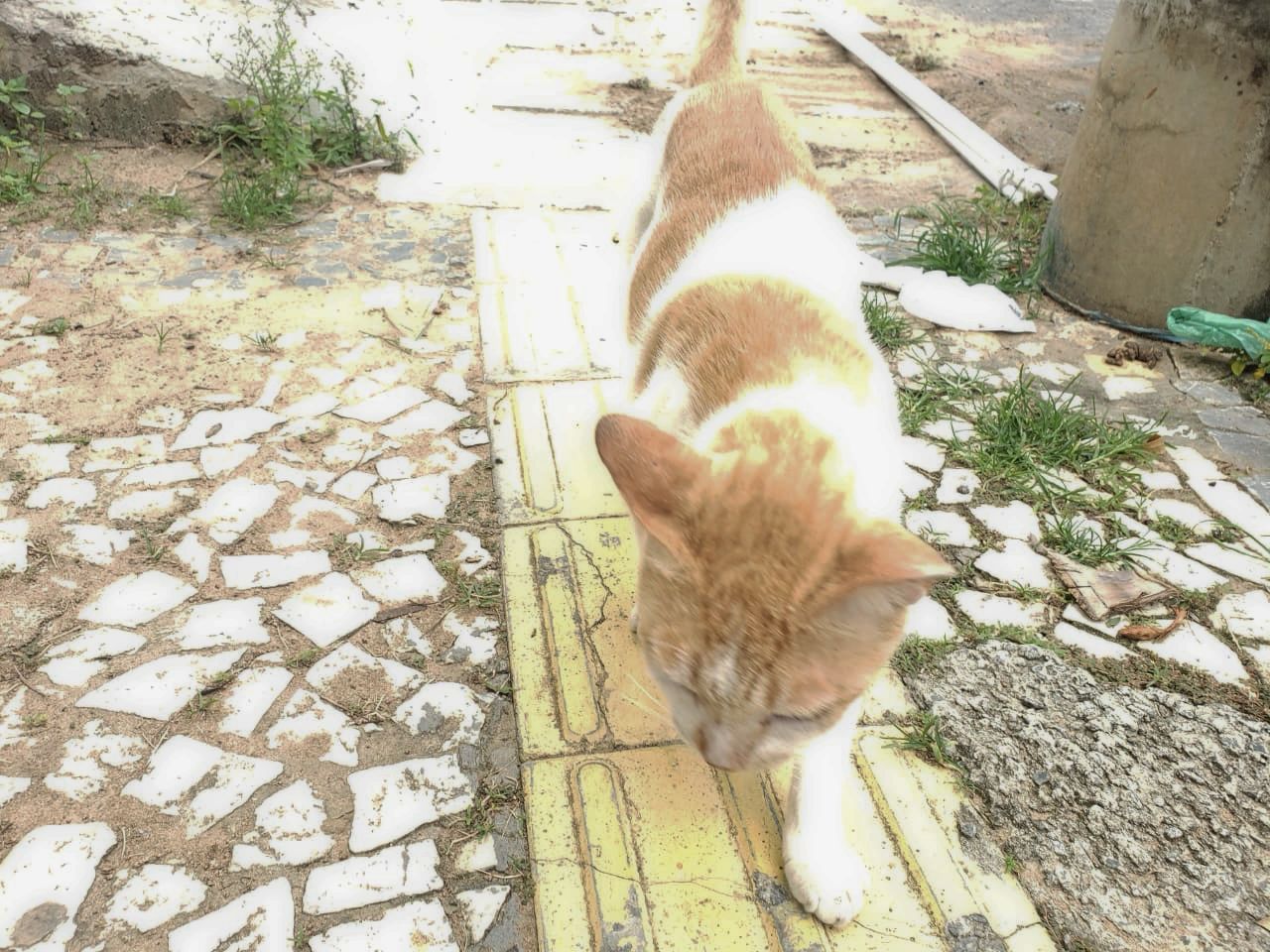 Ativistas denunciam síndico e condomínio em Salvador por expulsar gato
