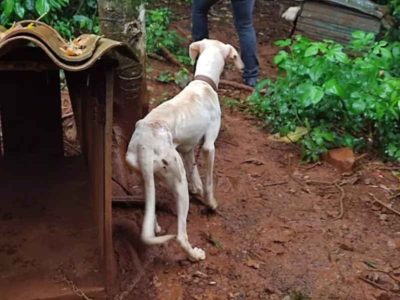  Homem salva cinco cachorros da lama e que tinham fezes de ratos em potes de comida
