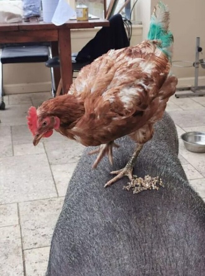 Porco e galinha fazem amizade 