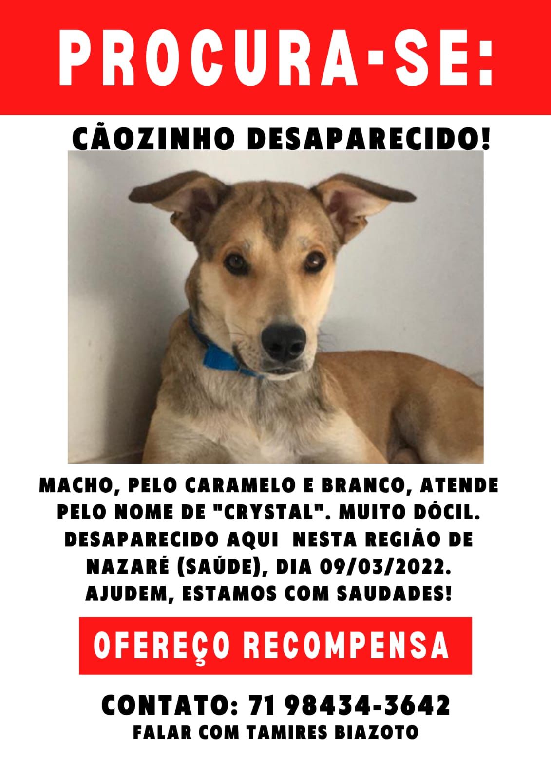 Tutora pede ajuda para achar cachorro desaparecido em bairro de Salvador; saiba mais