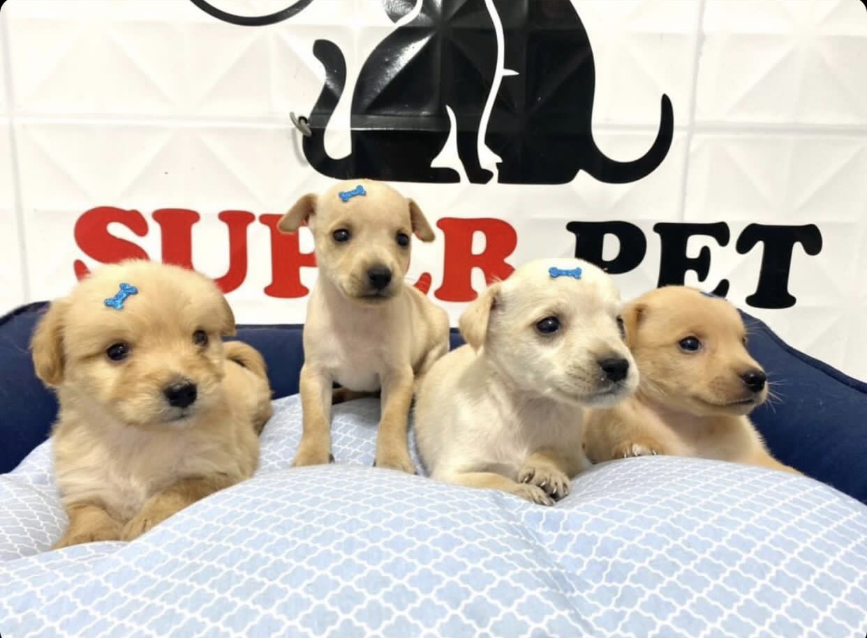 Sete filhotes de cachorros são abandonados e clínica se revolta com ocorrido 