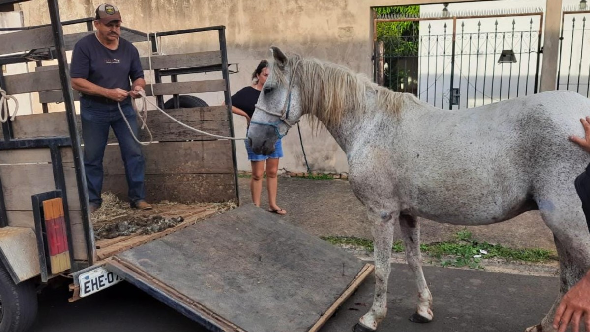 Égua é ataca por pit bull enquanto puxava carroça ao lado de tutor 
