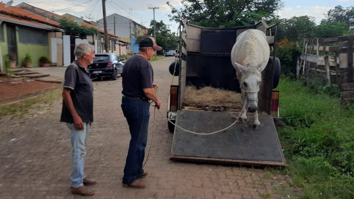 Câmeras de segurança flagram égua sendo atacada por pit bull