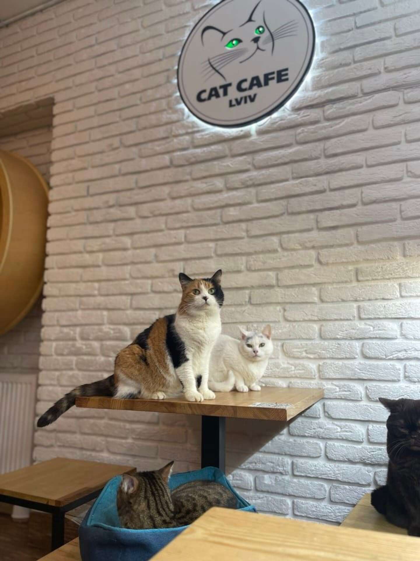 Cafeteria com 20 gatos continua aberta na Ucrânia para oferecer abrigo a animais e pessoas 